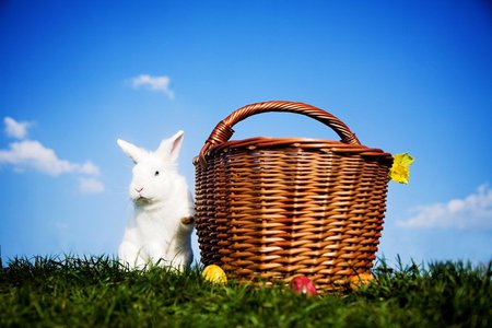 Easter - easter, cute, bunny