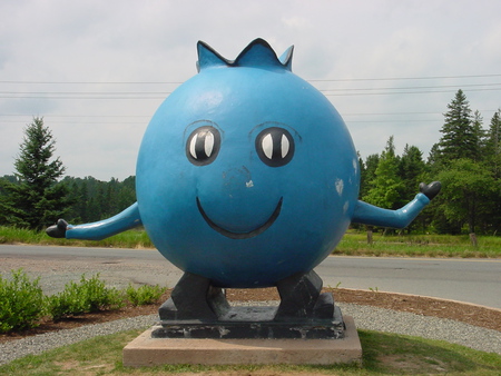 Blue Berry Guy - blue berry guy, danieltowsey