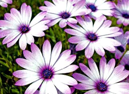 FLOWERS 5 - flowers, white, purple, dasies