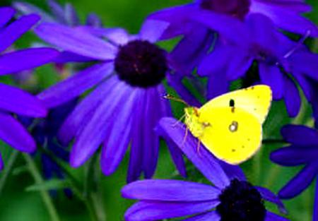 FLOWERS 9 - butterfly, flowers, black, blue