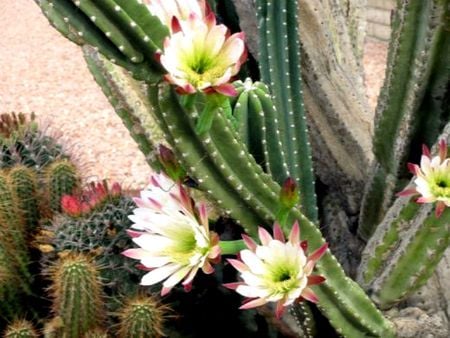 FLOWERS 12 - cactus blooms, flowers