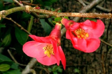 FLOWERS 16 - flowers, lovely, pink, dark pink