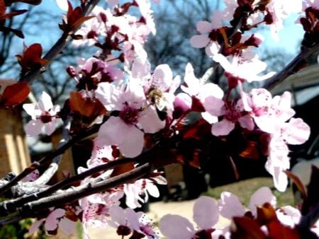 FLOWERS 17 - flowers, tree, blossums