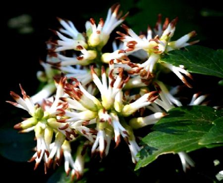 FLOWERS 18 - white, beauties, flowers, red