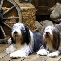 THE SHAGGY DOGS