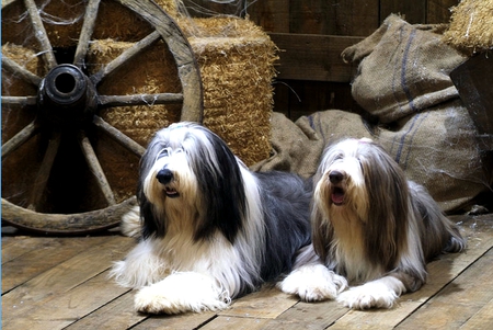 THE SHAGGY DOGS - dogs, shaggy, barn