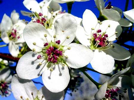 FLOWERS 26 - tree, blossums, flowers