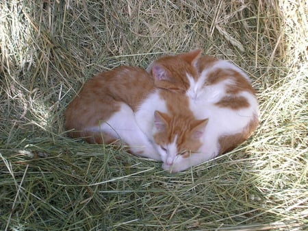 Mici di campagna - campagna, gatti