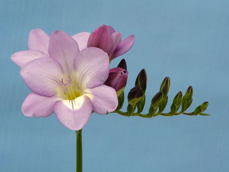 Blue sea orchid - blooms, blue background, pink, orchid