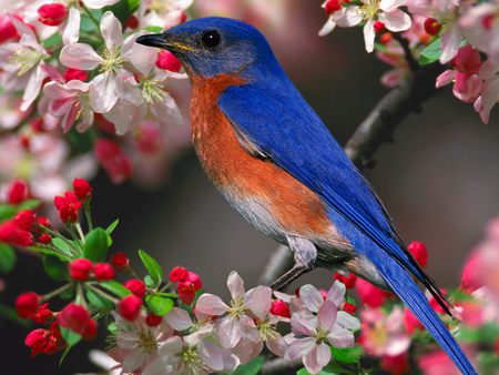 A song for spring - blossoms, red, bird, bluebird, nature, branch, blue