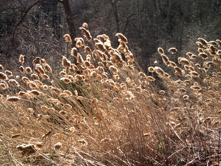 willow - bloom, first, spring