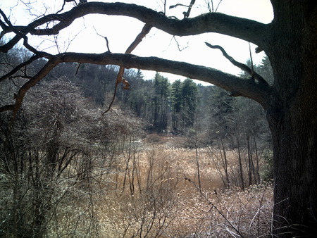 long view - nature, wood, bloom