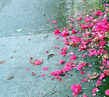 fallen pink - wet, petals, pink