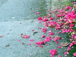 fallen pink