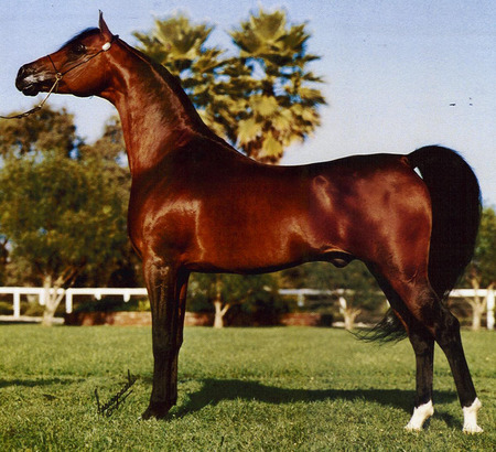 Proud stallion - stallion, fence, grass