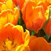 Orange Tulips