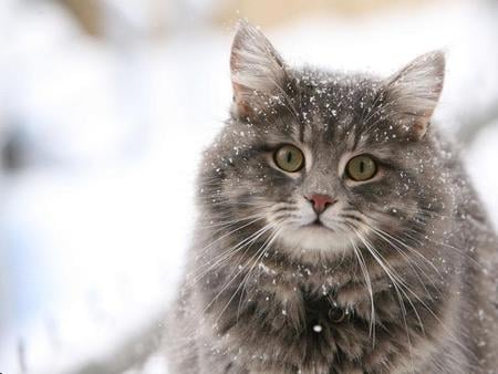 snow cat - snow, cute, animal, cat