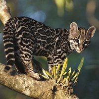 Cat looking like Leopard