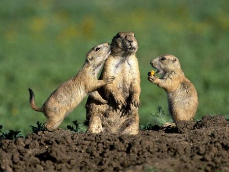 Prairie Dogs - prairie, loving, brown, dog, three, family, life, land, animals, wild