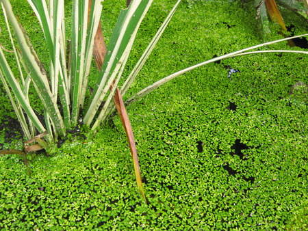 GREEN HUES - plant, pond, green, leaves