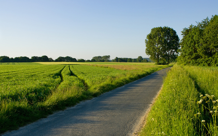 Dutch grass field - fields, landscape, dutch, road, gras, nature, green, tree, grass