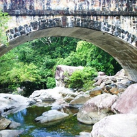 rainforest bridge