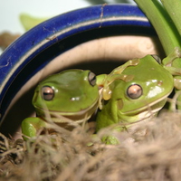 frog love