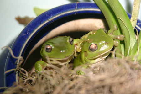 frog love - green tree frogs, couple, frogs