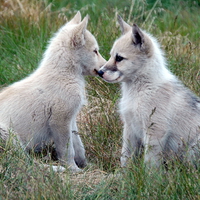 Which way should we go