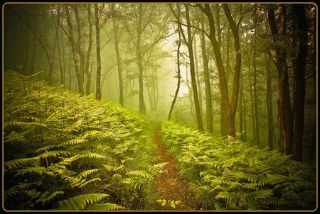 My morning walk - ferns, path, trees, morning