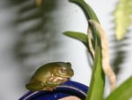 frog in the blur