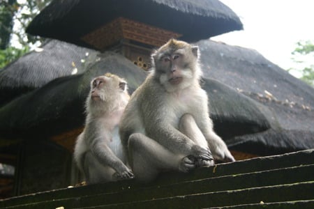 monkey mates - monkeys, bali, animal, roof