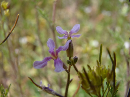 Little Violet - violet, flower