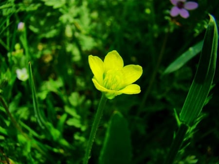 Little Yellow - flower, yellow