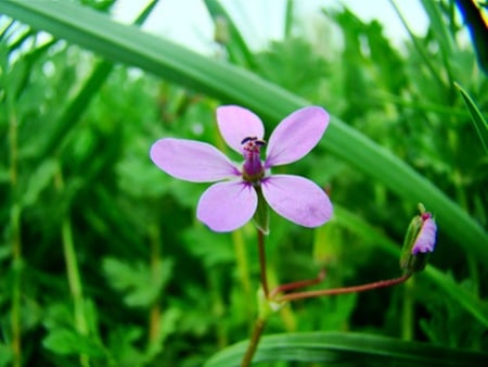 Little Pink - flower, pink