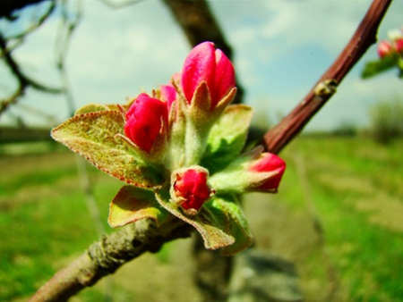 Apple Bloom - apple, flower, bloom