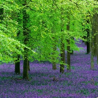 Beech and bluebells