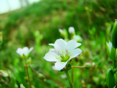 Little White - white, flower