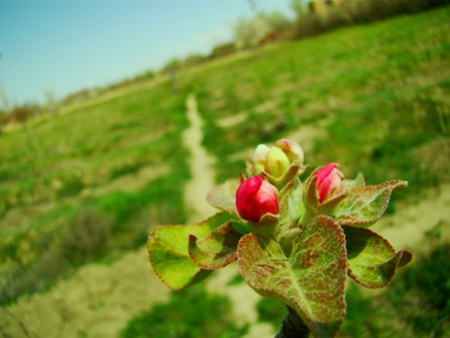 Apple Bloom - apple, flower, bloom