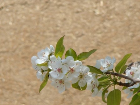 Pear Bloom - bloom, pear, flower, photography