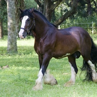 Clydesdale stallion