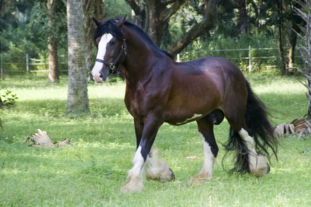 Clydesdale stallion - clydesdale, grass, trees, horse