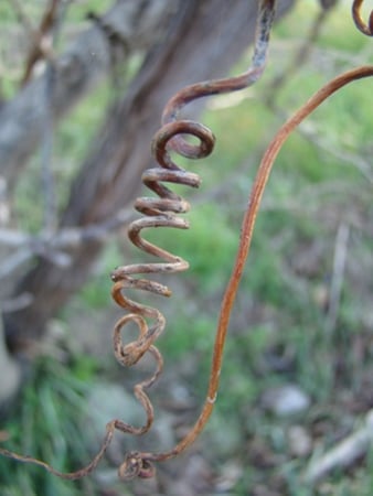 Twisted - twisted bough, nature, photography