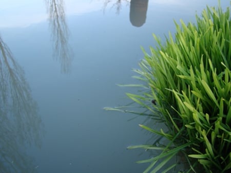 All in Water - photography, water, grass