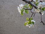 Pear Bloom