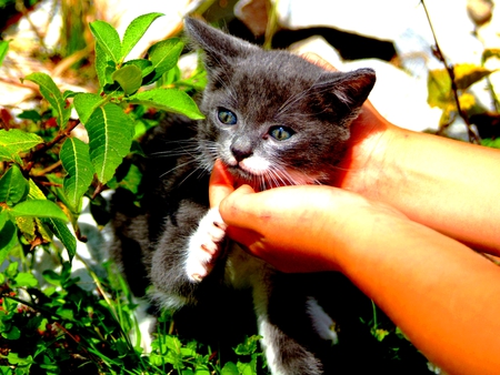 DONT WORRY KITTY - cute, pity, helping hands, cat, safe