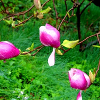 MAGNOLIA FLOWERS