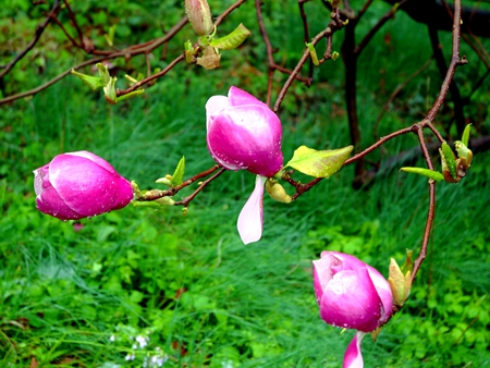 MAGNOLIA FLOWERS - flowers, pink, pretty