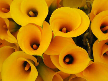 Yellow gala - flowers, flower, gala lilly