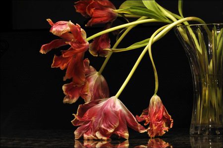 Still life - tulips, tulip, flowers, black, flower